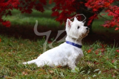 Terrier - West Highland White