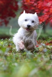 Terrier - West Highland White