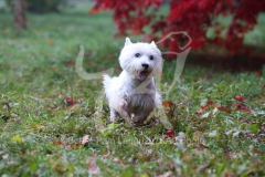 Terrier - West Highland White