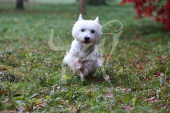 Terrier - West Highland White
