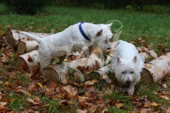 Terrier - West Highland White