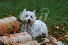 Terrier - West Highland White
