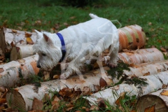 Terrier - West Highland White