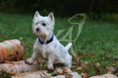 Terrier - West Highland White