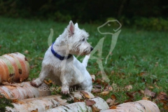 Terrier - West Highland White