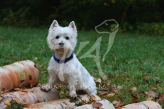 Terrier - West Highland White