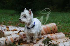 Terrier - West Highland White