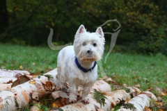 Terrier - West Highland White