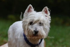 Terrier - West Highland White