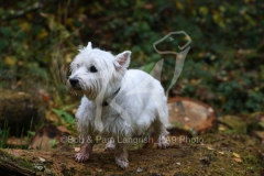 Terrier - West Highland White