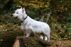 Terrier - West Highland White