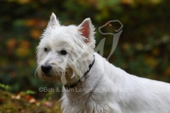 Terrier - West Highland White
