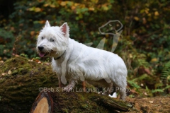 Terrier - West Highland White