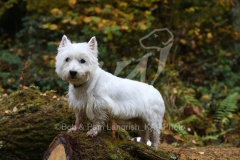 Terrier - West Highland White