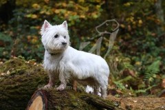 Terrier - West Highland White