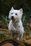 Terrier - West Highland White