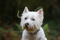 Terrier - West Highland White