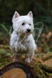 Terrier - West Highland White