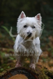 Terrier - West Highland White