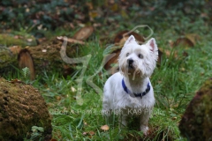 Terrier - West Highland White