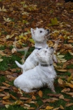 Terrier - West Highland White