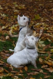 Terrier - West Highland White