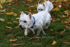 Terrier - West Highland White