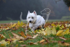 Terrier - West Highland White
