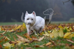 Terrier - West Highland White