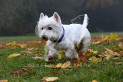 Terrier - West Highland White