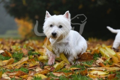 Terrier - West Highland White