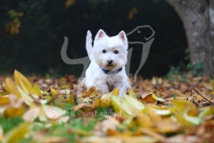 Terrier - West Highland White