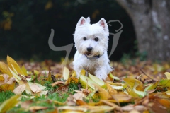 Terrier - West Highland White