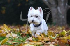 Terrier - West Highland White