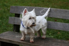 Terrier - West Highland White