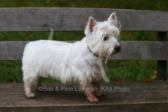 Terrier - West Highland White