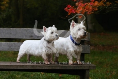 Terrier - West Highland White