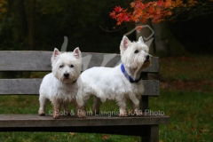 Terrier - West Highland White