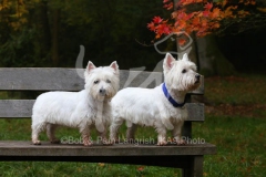Terrier - West Highland White