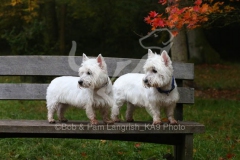 Terrier - West Highland White