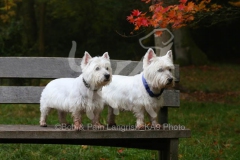 Terrier - West Highland White