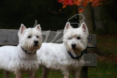 Terrier - West Highland White