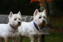 Terrier - West Highland White