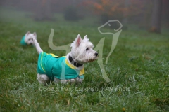 Terrier - West Highland White