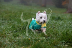 Terrier - West Highland White