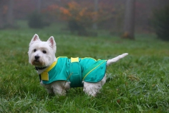 Terrier - West Highland White