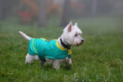 Terrier - West Highland White