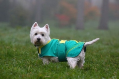 Terrier - West Highland White
