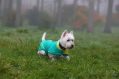 Terrier - West Highland White