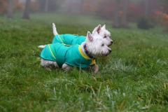 Terrier - West Highland White